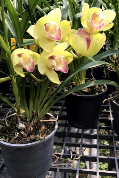 Cymbidium Green Pink Lip Orchid
