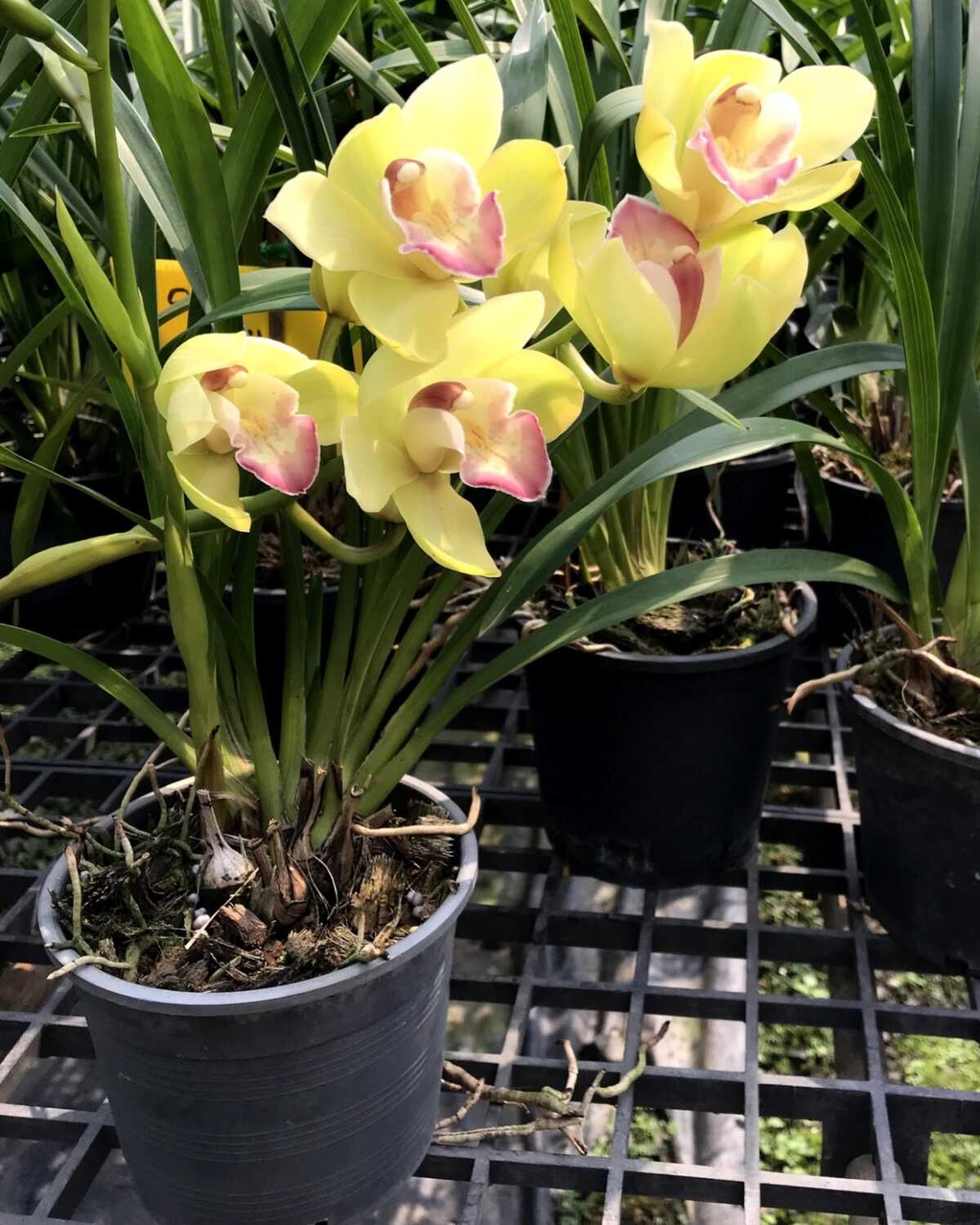 Cymbidium Green Pink Lip (Small - Medium) – Buy Online | Sib Orchid Cymbidium Green Pink Lip Orchid