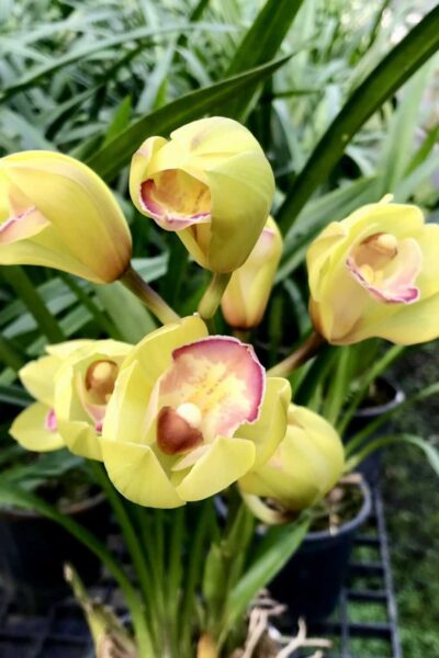 Cymbidium Green Pink Lip Orchid