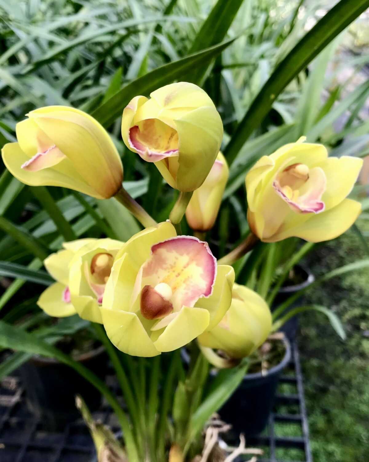 Cymbidium Green Pink Lip (Small - Medium) – Buy Online | Sib Orchid Cymbidium Green Pink Lip Orchid