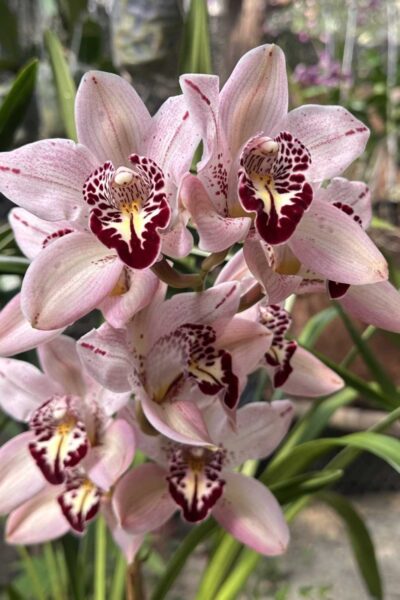 Cymbidium