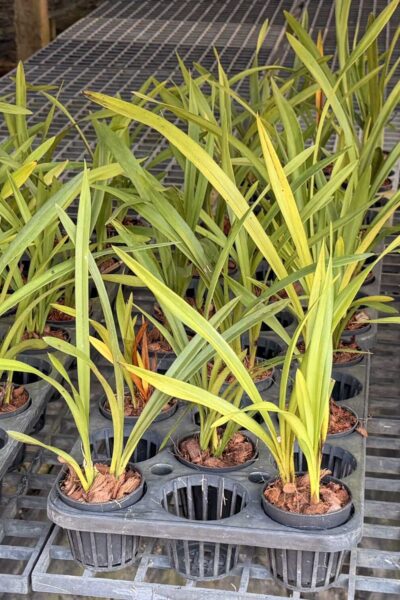 Cymbidium Green Pink Lip Orchid