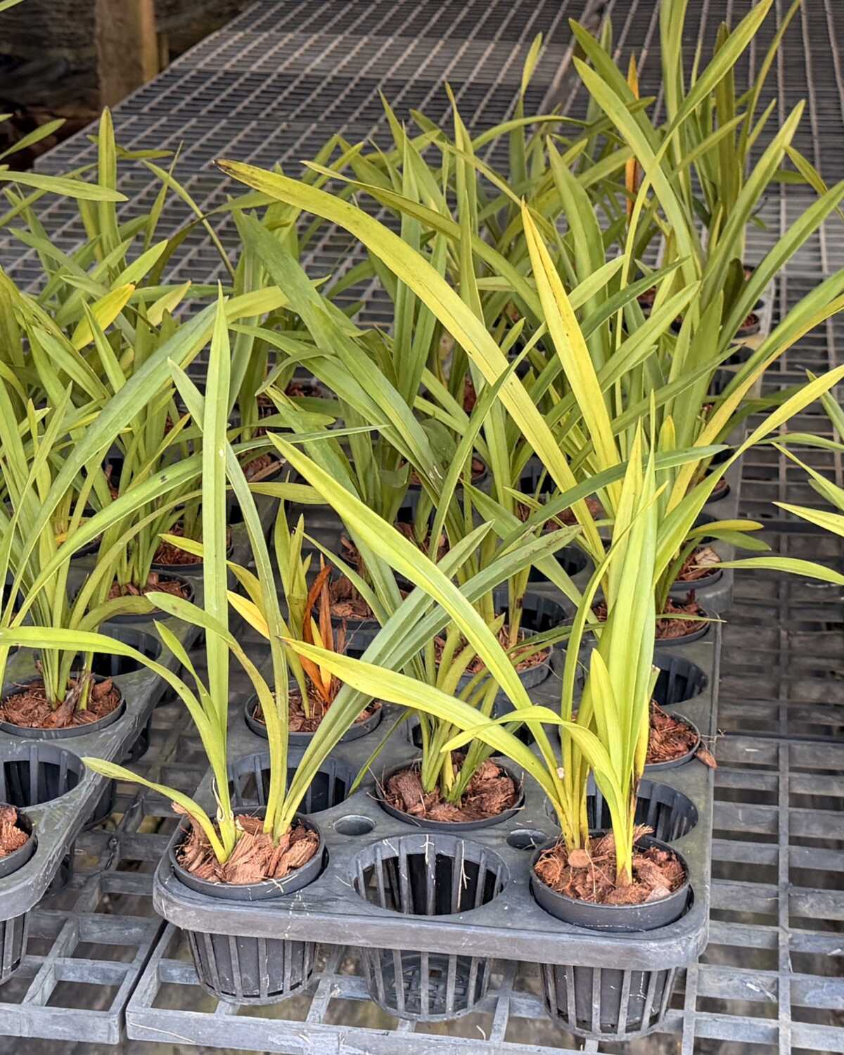 Cymbidium Green Pink Lip (Small - Medium) – Buy Online | Sib Orchid Cymbidium Green Pink Lip Orchid