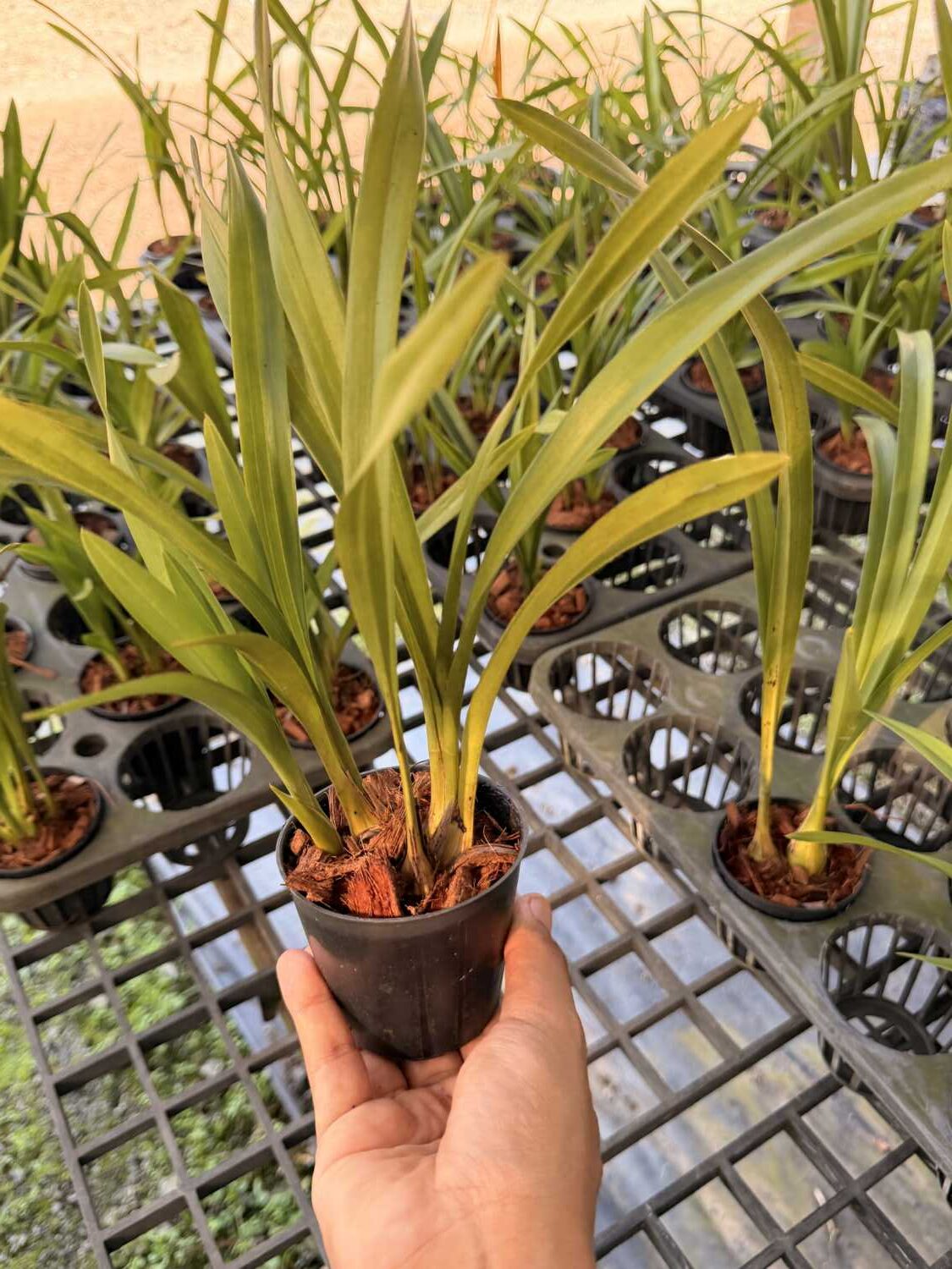 Cymbidium Green Pink Lip (Small - Medium) – Buy Online | Sib Orchid Cymbidium Green Pink Lip (Small - Medium) - Image 6