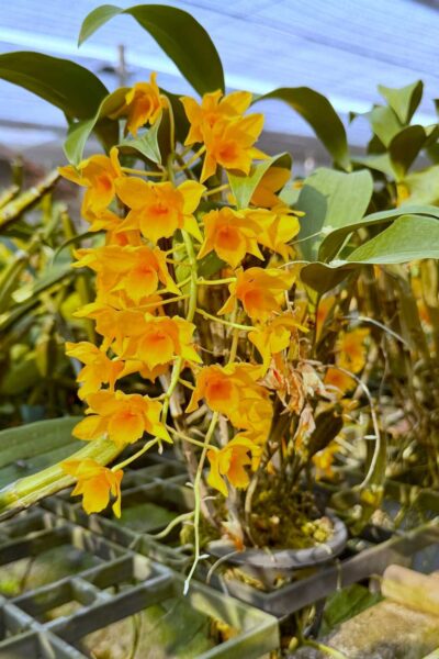 Dendrobium griffithianum