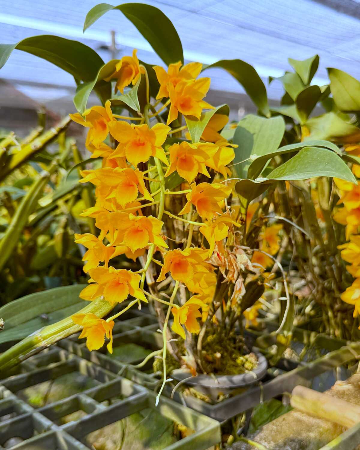 Dendrobium griffithianum – Buy Online | Sib Orchid Dendrobium griffithianum