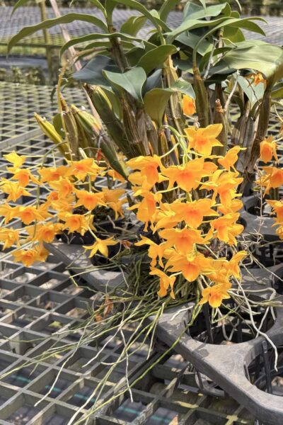 Dendrobium griffithianum