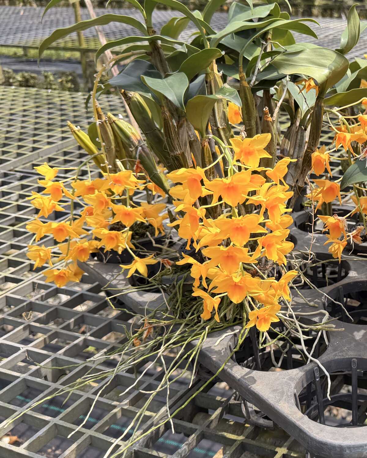 Dendrobium griffithianum – Buy Online | Sib Orchid Dendrobium griffithianum