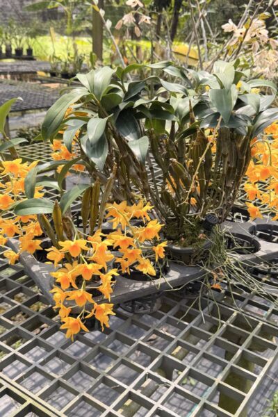 Dendrobium griffithianum