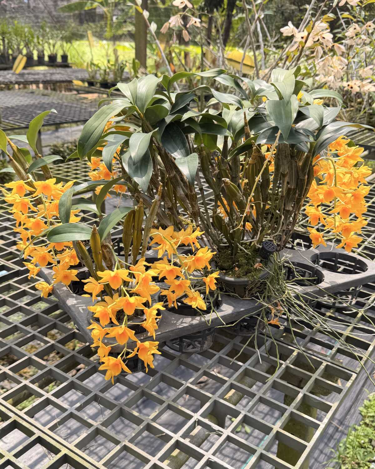 Dendrobium griffithianum – Buy Online | Sib Orchid Dendrobium griffithianum