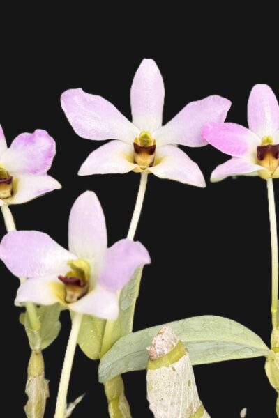 Dendrobium trantuanii