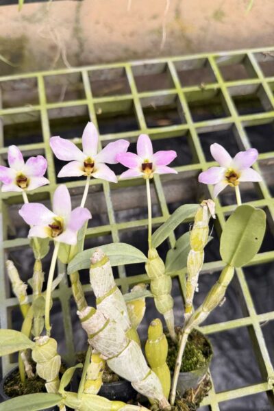 Dendrobium trantuanii