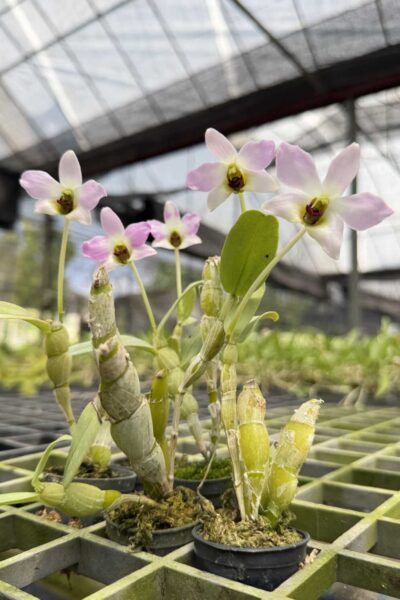 Dendrobium trantuanii