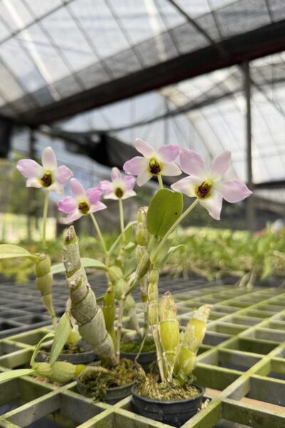 Dendrobium trantuanii