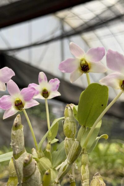 Dendrobium trantuanii