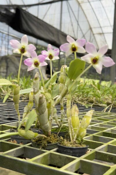 Dendrobium trantuanii