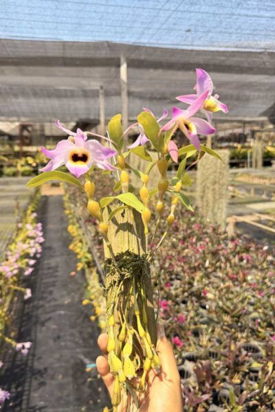 Dendrobium findlayanum