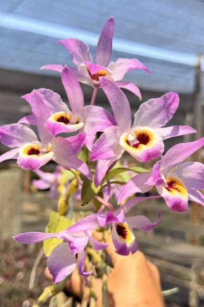 Dendrobium findlayanum
