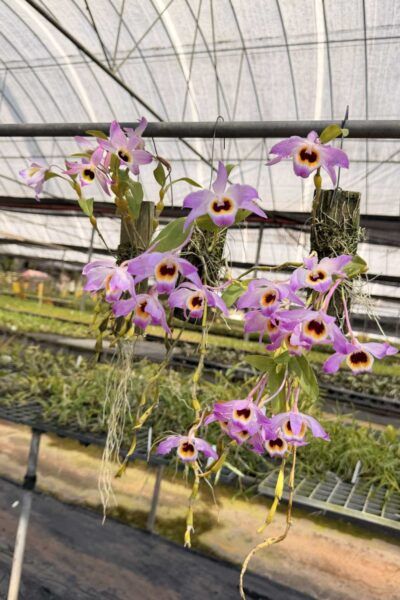 Dendrobium findlayanum