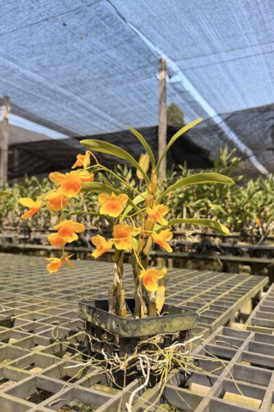 Dendrobium braianense- Dendrobium sukhakulii