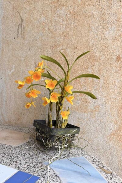 Dendrobium braianense- Dendrobium sukhakulii