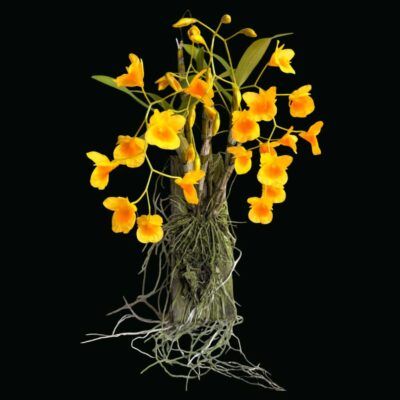 Dendrobium braianense