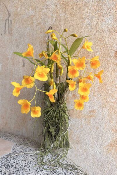 Dendrobium braianense- Dendrobium sukhakulii