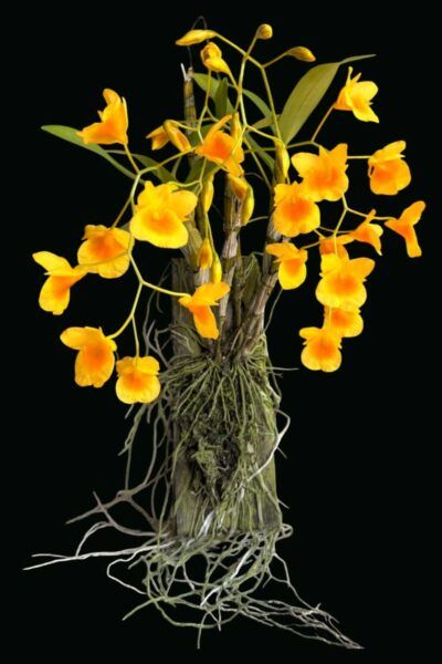 Dendrobium braianense- Dendrobium sukhakulii