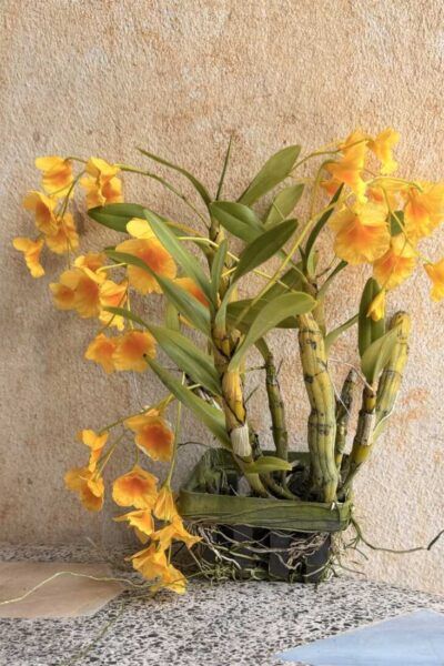 Dendrobium braianense- Dendrobium sukhakulii