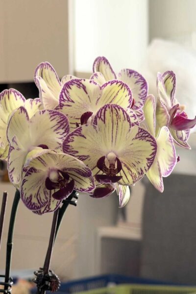 Phalaenopsis Cream Purple Splash