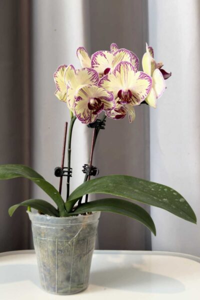 Phalaenopsis Cream Purple Splash