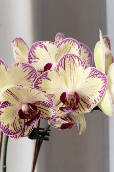 Phalaenopsis Cream Purple Splash