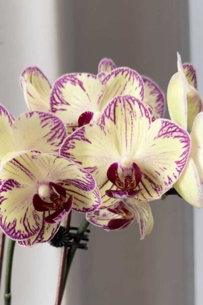 Phalaenopsis Cream Purple Splash