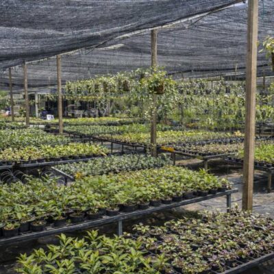 Best Sellers orchid plant for sale