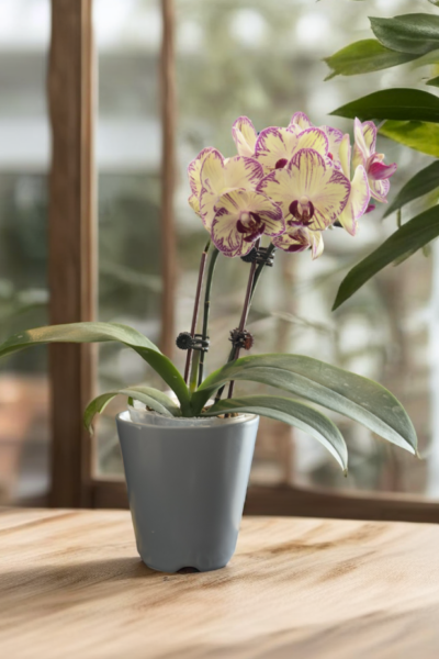 Phalaenopsis Cream Purple Splash
