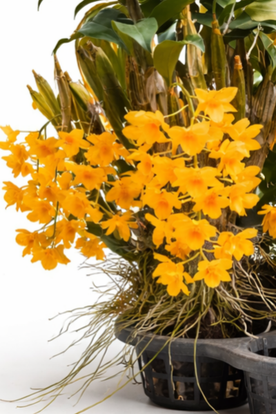 Dendrobium griffithianum