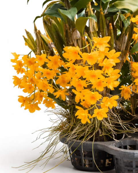 Dendrobium griffithianum – Buy Online | Sib Orchid Dendrobium griffithianum