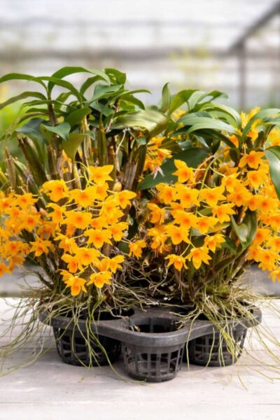 Dendrobium griffithianum