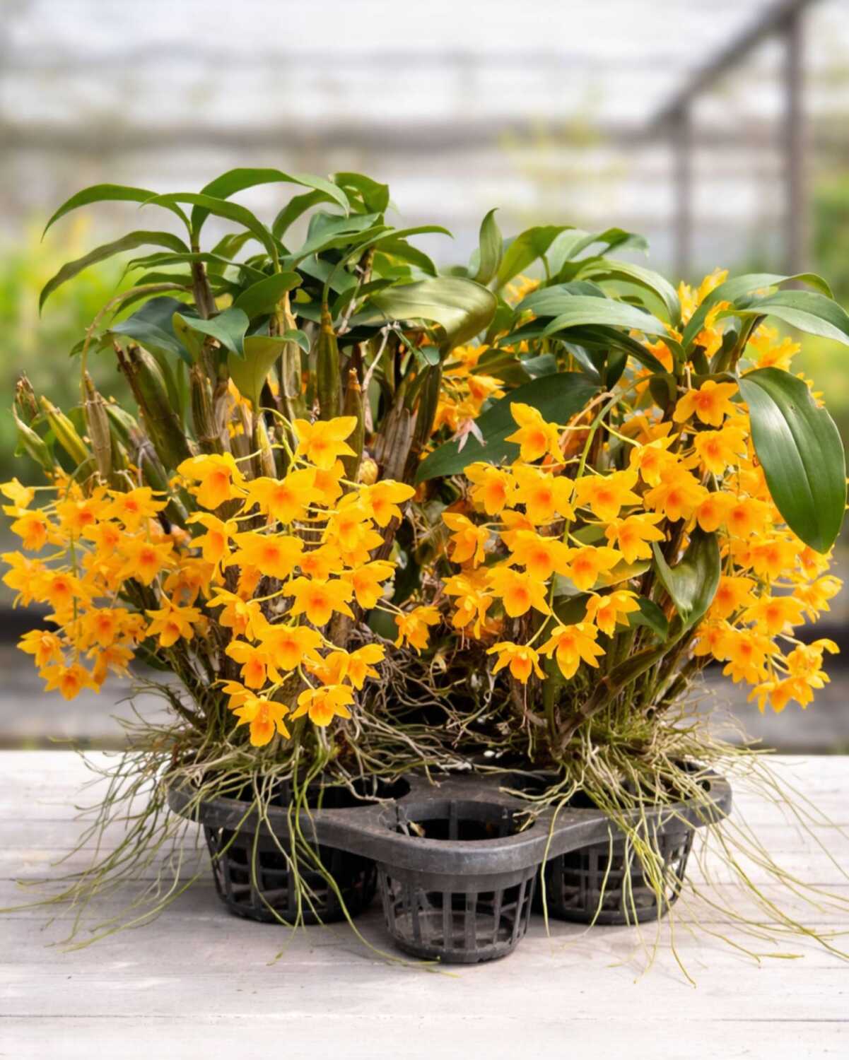 Dendrobium griffithianum – Buy Online | Sib Orchid Dendrobium griffithianum
