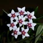 hoya, hoya bella, flower wallpaper, flower background, beautiful flowers, blossom, porcelain flower, carnosa, flower, plant, nature, garden, star-shaped blooms, hoya lanceolata, black stars