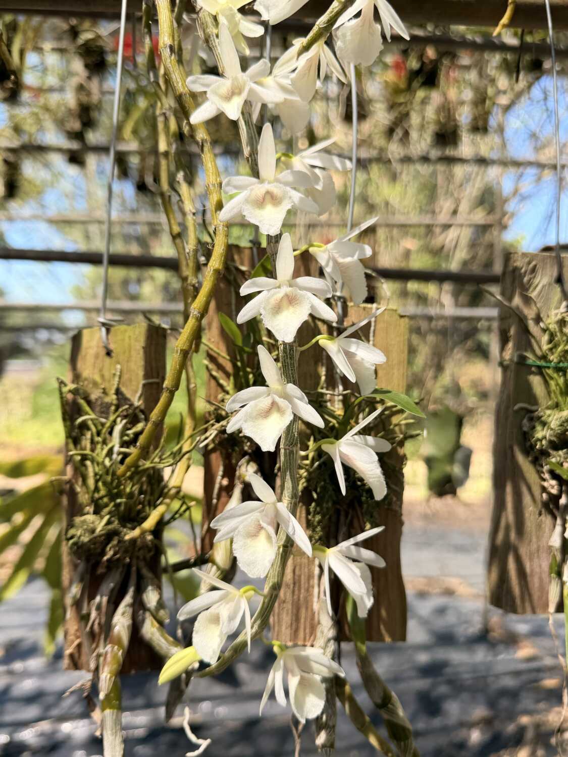 Dendrobium cretaceum – Buy Online | Sib Orchid Dendrobium cretaceum - Image 2