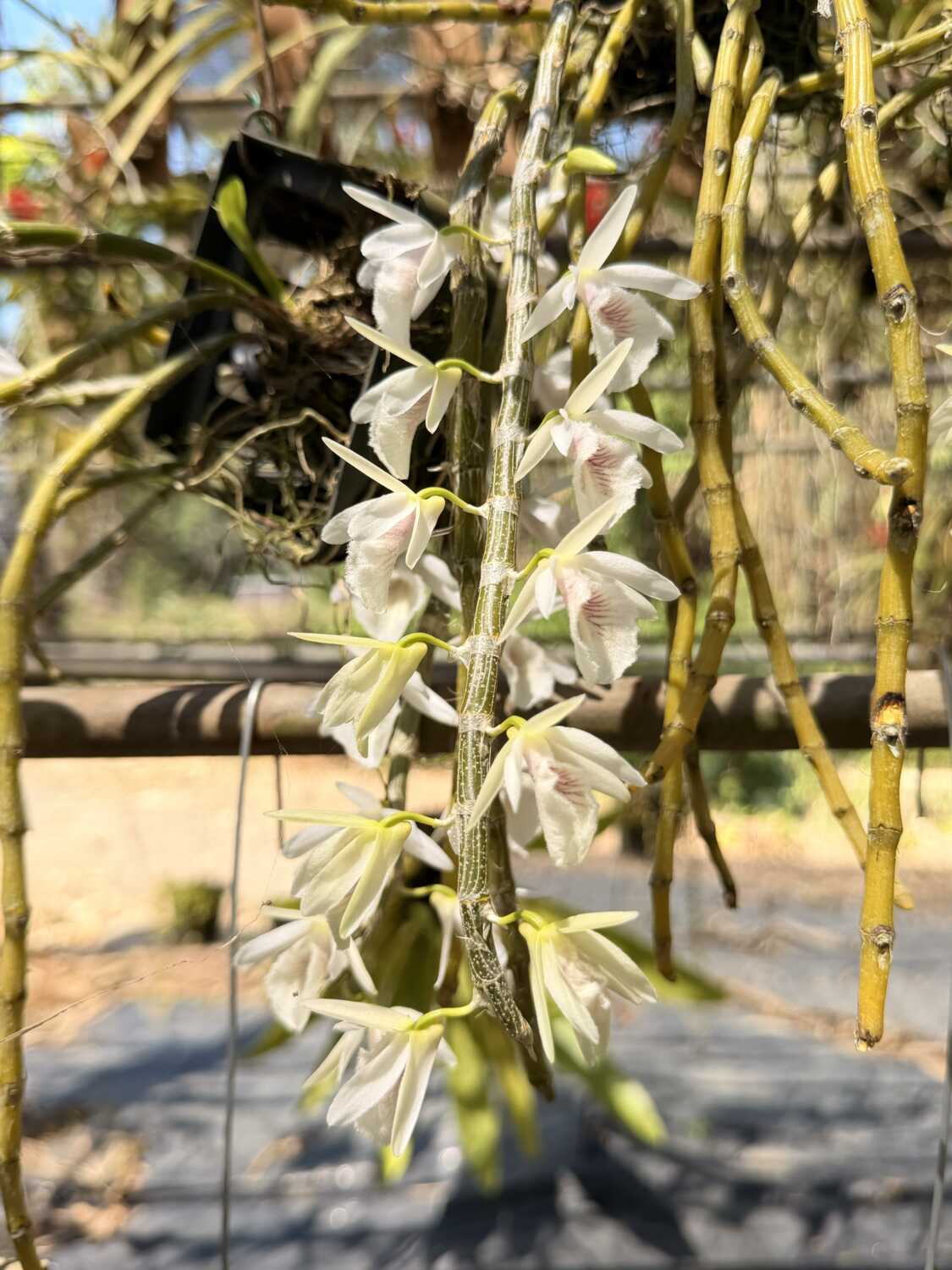 Dendrobium cretaceum – Buy Online | Sib Orchid Dendrobium cretaceum - Image 3