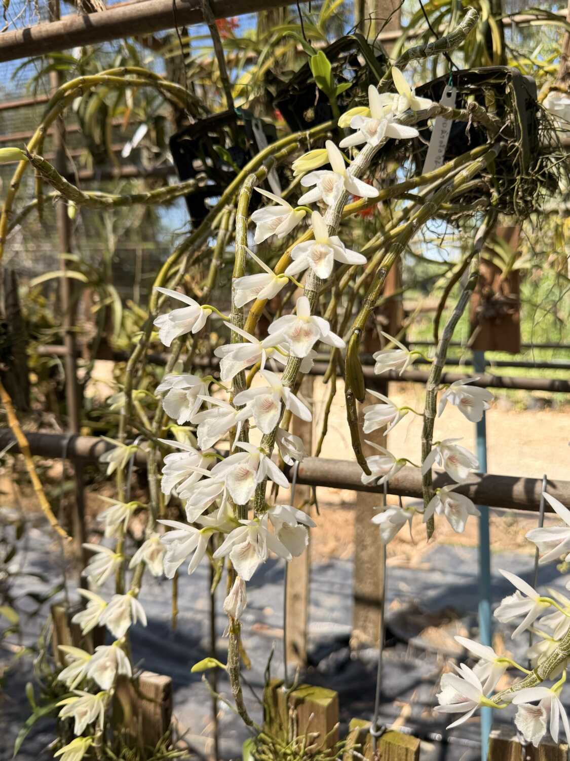 Dendrobium cretaceum – Buy Online | Sib Orchid Dendrobium cretaceum - Image 4