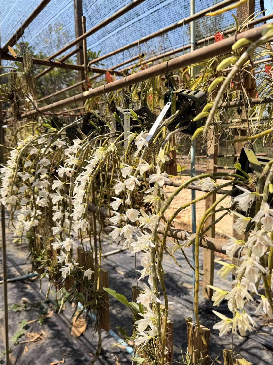 Dendrobium cretaceum – Buy Online | Sib Orchid Dendrobium cretaceum - Image 5