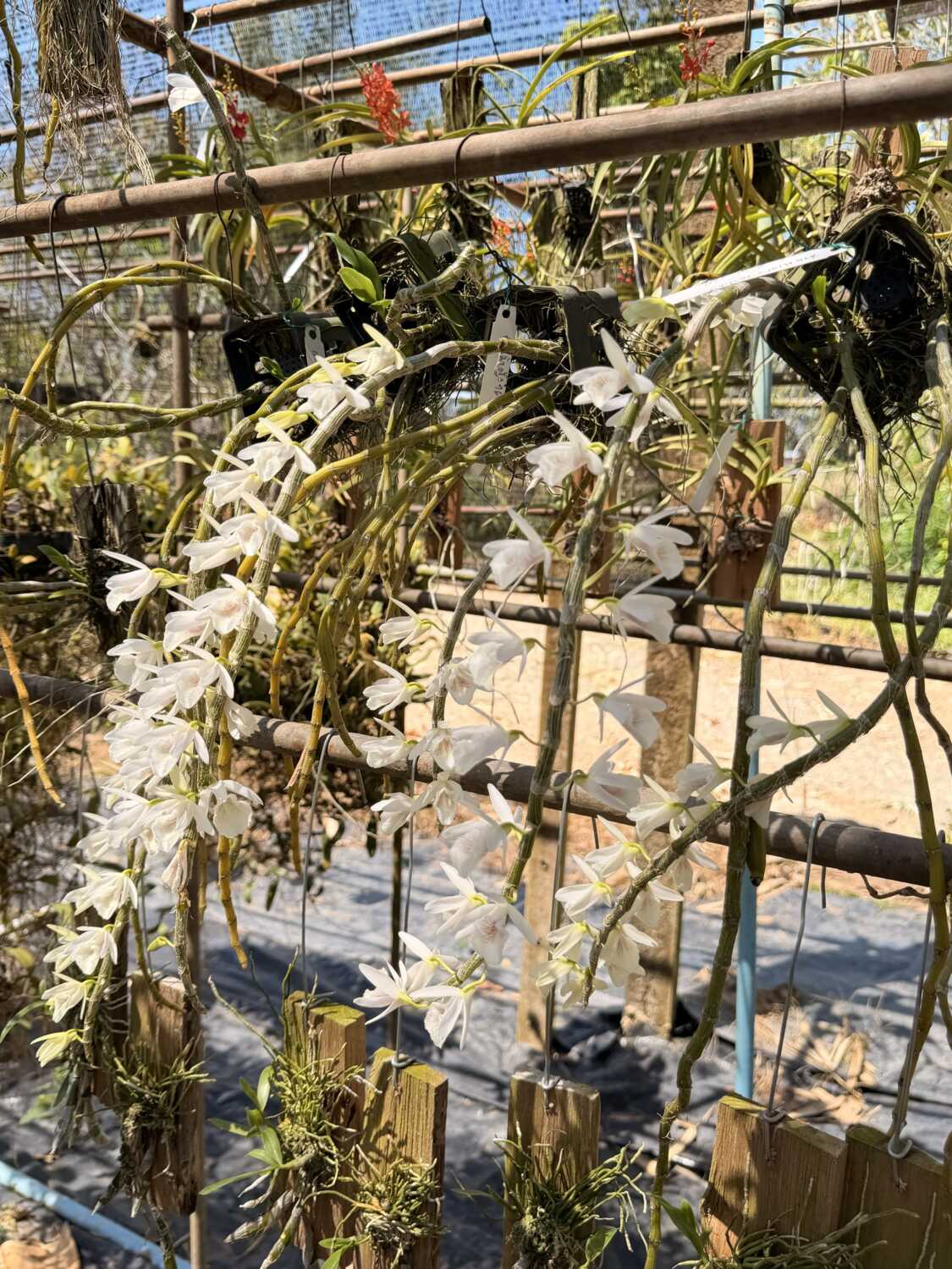 Dendrobium cretaceum – Buy Online | Sib Orchid Dendrobium cretaceum - Image 6