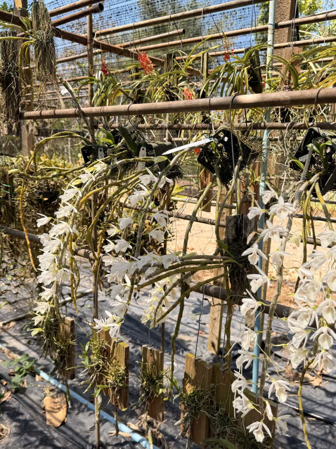 Dendrobium cretaceum – Buy Online | Sib Orchid Dendrobium cretaceum - Image 7