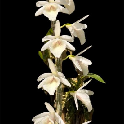 Dendrobium cretaceum