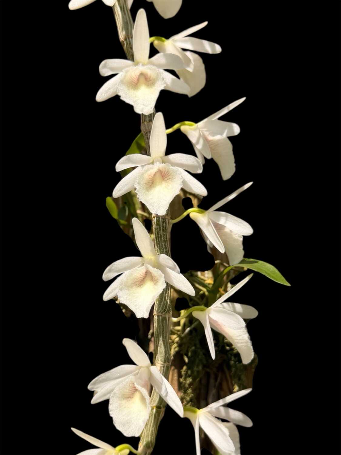 Dendrobium cretaceum – Buy Online | Sib Orchid Dendrobium cretaceum