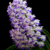 Rhynchostylis coelestis Blue orchid plant for sale
