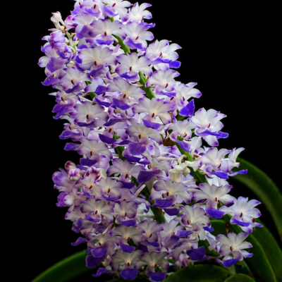 Rhynchostylis coelestis Blue